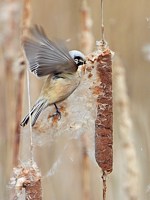 Rémiz penduline