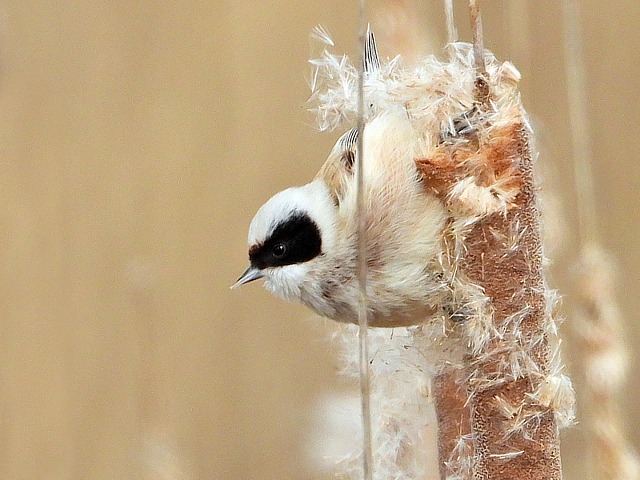 Rmiz penduline sur une massette