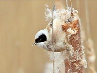 Rémiz penduline sur une massette