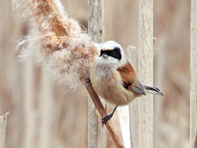 Rmiz penduline mle