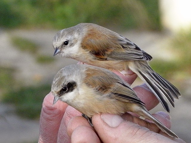 Rmiz penduline, femelle et jeune