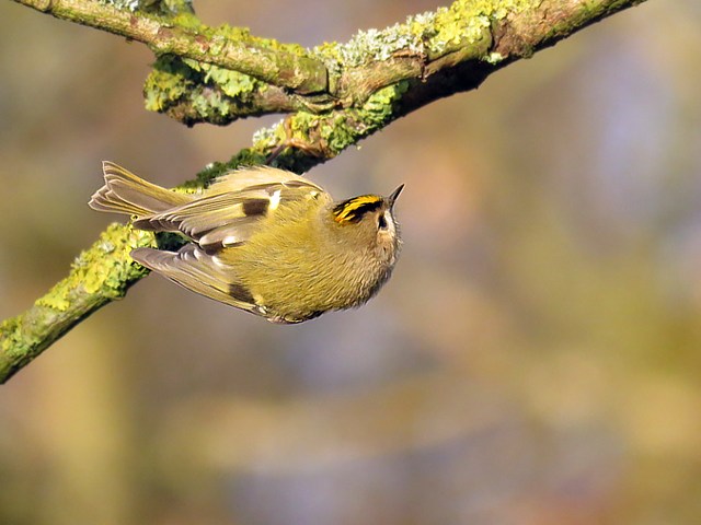 Roitelet hupp, regulus regulus