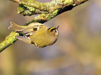 Roitelet huppé, regulus regulus