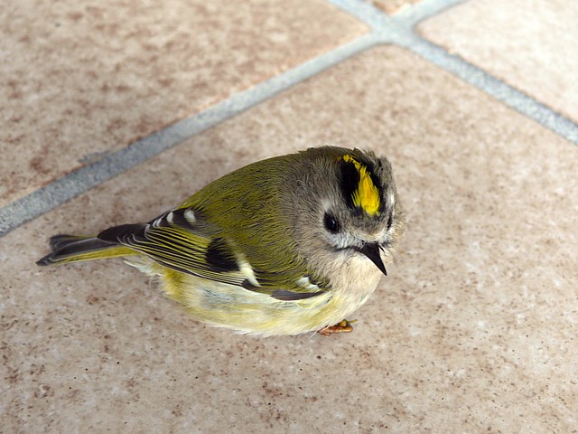 Roitelet huppé, regulus regulus
