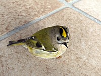 Roitelet huppé, regulus regulus