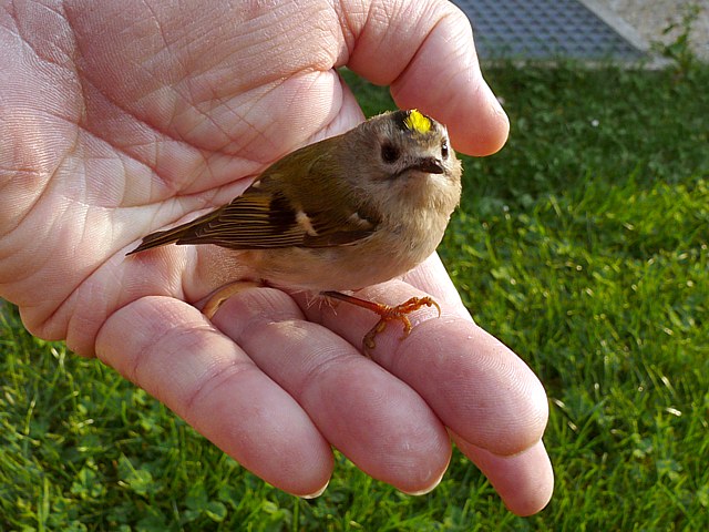 Roitelet hupp, regulus regulus