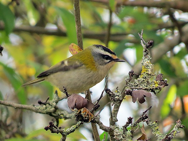 Roitelet triple bandeaux, regulus ignicappilus
