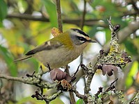 Roitelet triple bandeaux, regulus ignicapillus