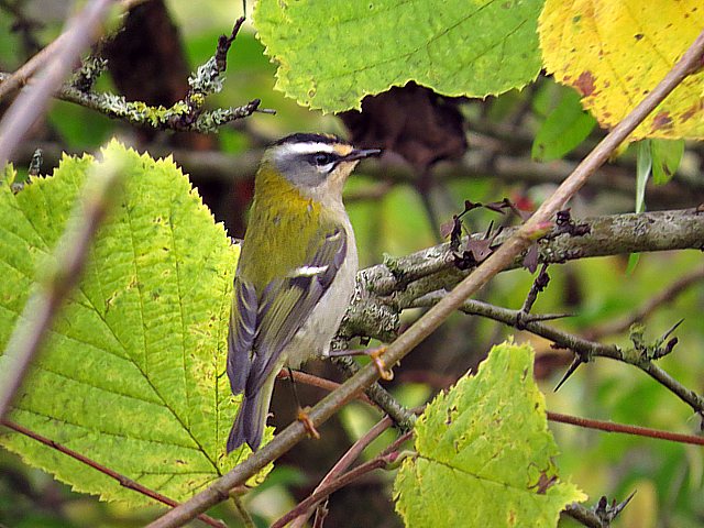 Roitelet triple bandeaux, regulus ignicappilus