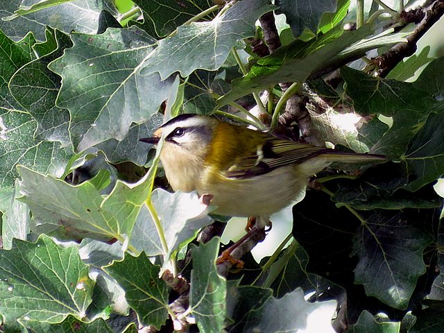 Roitelet triple bandeaux, regulus ignicappilus
