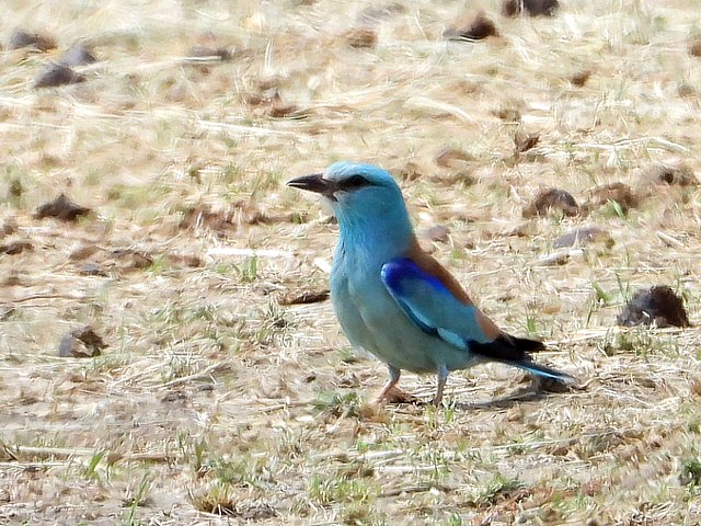 Rollier d'Europe, coracias garrulus