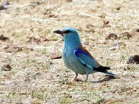 Rollier d'Europe, coracias garrulus