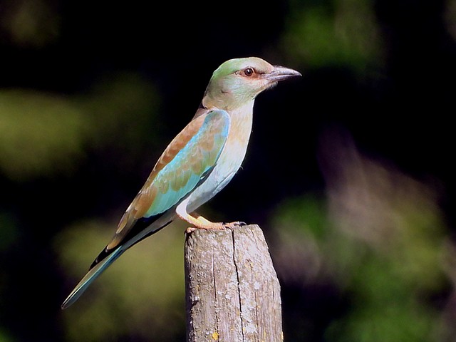 Rollier d'Europe, coracias garrulus