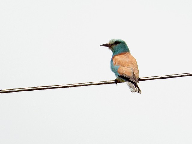 Rollier d'Europe, coracias garrulus