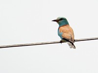 Rollier d'Europe, coracias garrulus