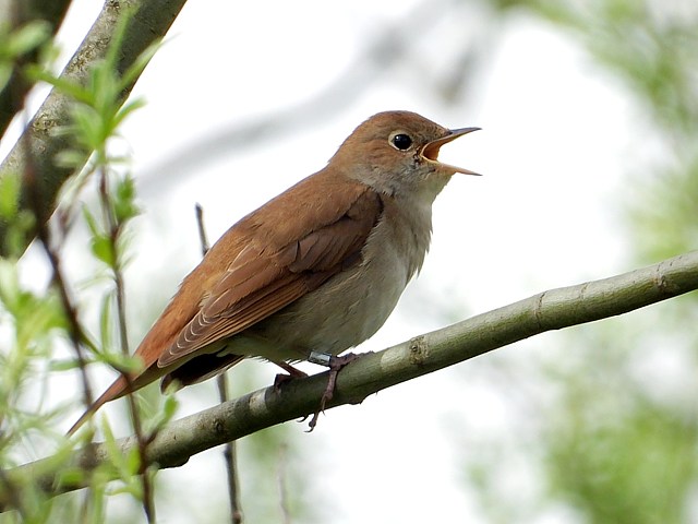 Rossignol philomle, luscinia megarhynchos