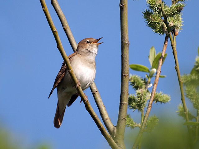 Rossignol philomle, luscinia megarhynchos