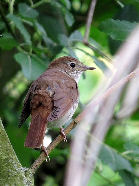 Rossignol philomle, luscinia megarhynchos