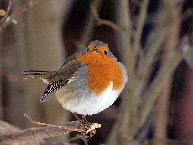 Rougegorge familier, erithacus rubecula