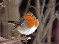 Rougegorge familier, erithacus rubecula