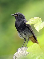 Mâle rougequeue noir, phoenicurus ochuros