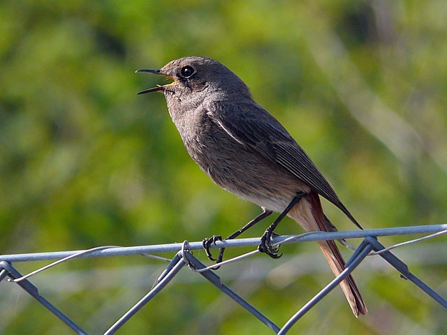 Rougequeue noir, jeune mle