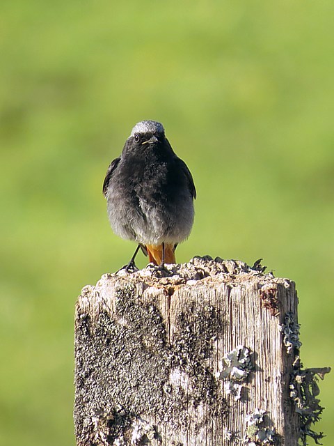 Rougequeue noir, phoenicurus ochuros
