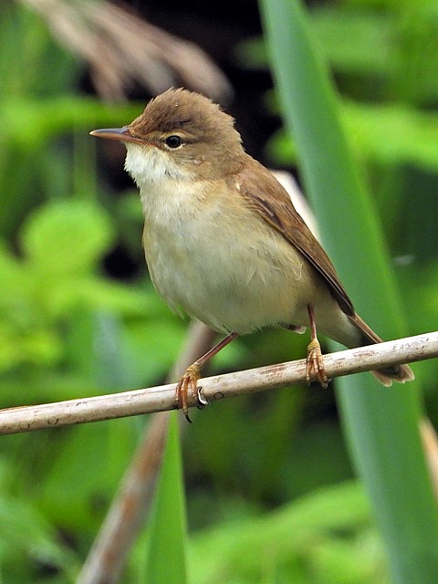 Rousserolle effarvatte, acrocephalus scirpaceus