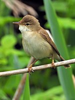 Rousserolle effarvatte, acrocephalus scirpaceus
