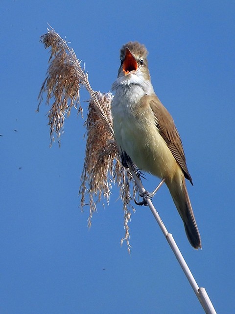 Rousserolle turdode, acrocephalus arundinaceus