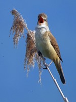 Rousserolle turdoïde, acrocephalus arundinaceus