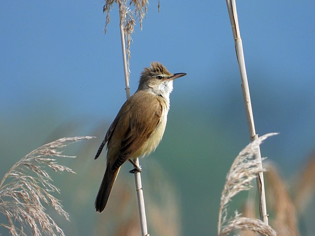 Rousserolle turdode, acrocephalus arundinaceus