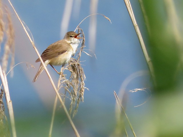 Rousserolle turdode