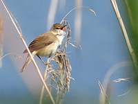 Acrocephalus arundinaceus