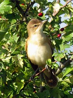Rousserolle turdoïde, acrocephalus arundinaceus