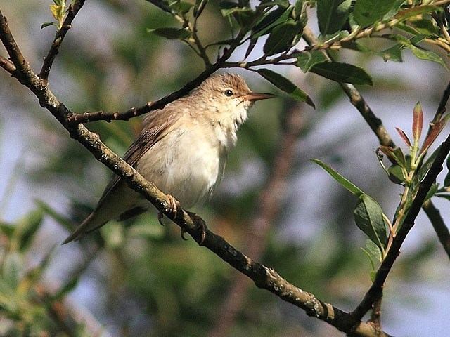 Rousserolle verderolle, acrocephalus palustris