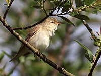 Rousserolle verderolle, acrocephalus palustris