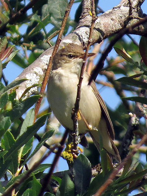 Rousserolle verderolle, acrocephalus  palustris