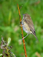 Rousserolle verderolle sur une herbe