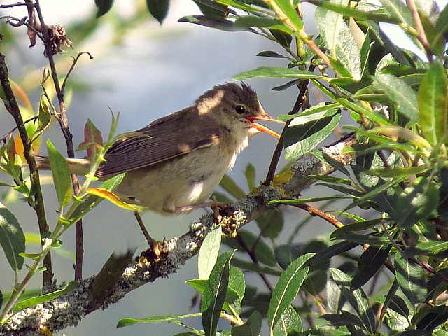Rousserolle verderolle, acrocephalus palustris