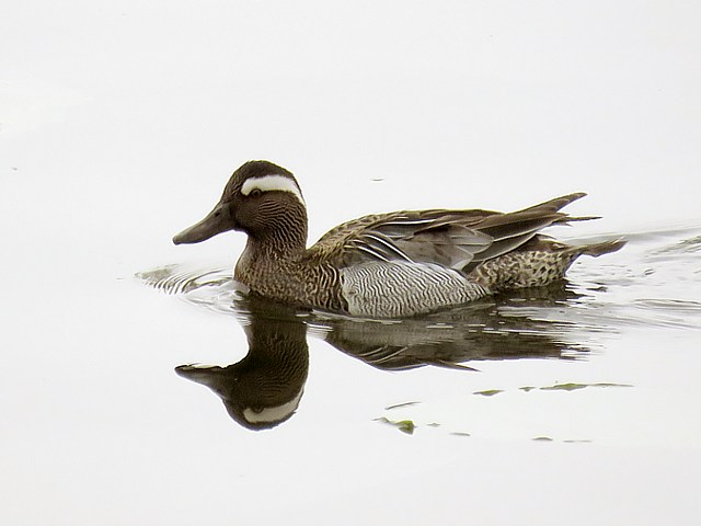 Sarcelle d'été, anas querquedula