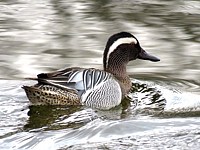 Sarcelle d'été