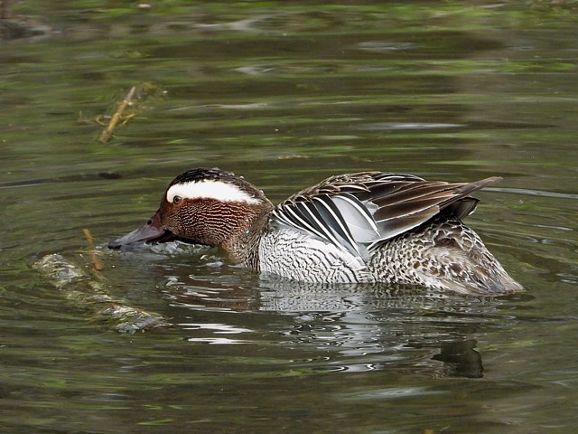 Sarcelle d'été, mâle