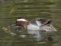 Sarcelle d'été mâle