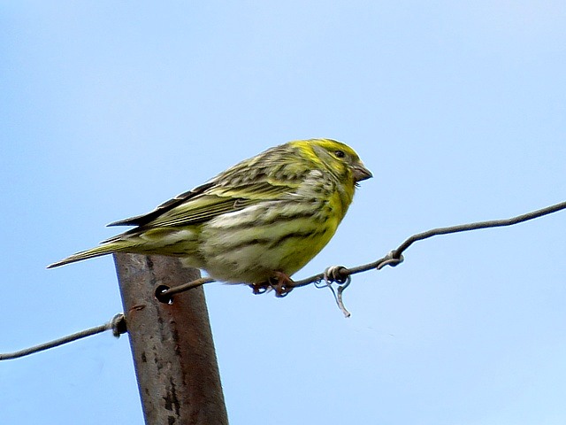 Serin cini, serinus serinus