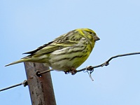 Serin cini, serinus serinus