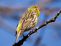Serin cini