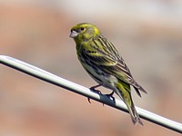 Serin cini perché
