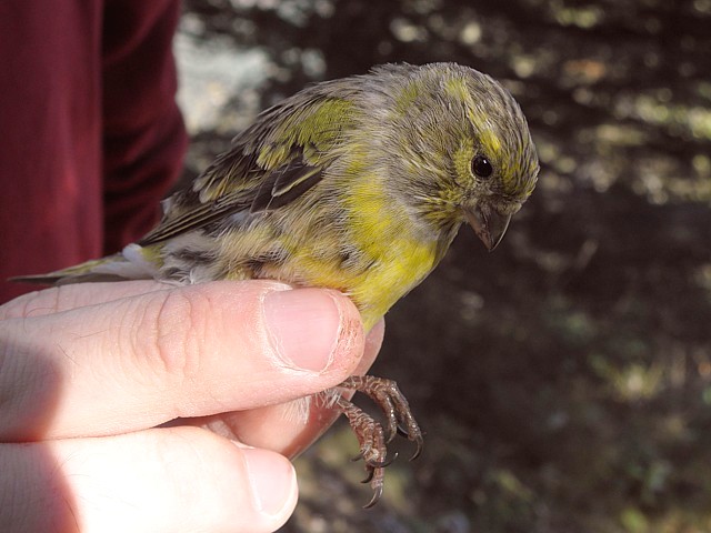 Serin cini  bagu