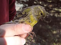 Serin cini bagué